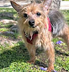 Photo of Penny