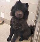 Photo of bear