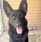 Photo of Sadie