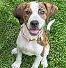 Photo of Amber *FEE WAIVED*