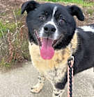 Photo of Moonshine aka Moonie