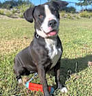 Photo of Birdie