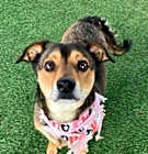 Photo of Moon  -  Emotional Support Dog -  So Ca
