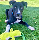Photo of Jack - Contact Sylva