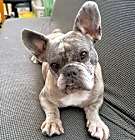 Photo of BonBon