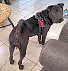 Photo of LIMEY