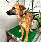 Photo of Balu