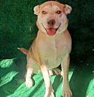 Photo of Guero Macho