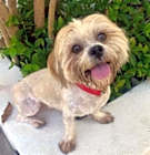 Photo of ROCKO