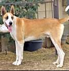 Photo of MARMADUKE