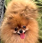 Photo of Linzer
