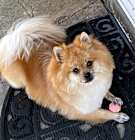 Photo of Gingie
