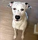 Photo of Pongo