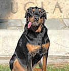 Photo of Coco