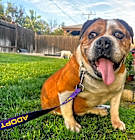 Photo of Daisy