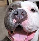 Photo of Dozer