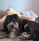 Photo of Sprocket
