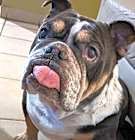 Photo of Spud