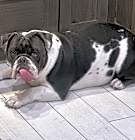 Photo of Bailey CP