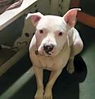 Photo of Jax