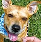 Photo of Canelo