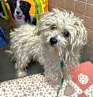 Photo of DAISY