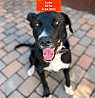 Photo of Lucky