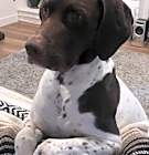 Photo of Cooper
