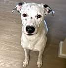 Photo of Pongo