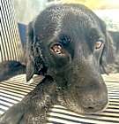 Photo of RICO
