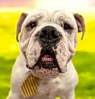 Photo of Georgie-ADOPT Me!
