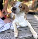 Photo of Pebbles
