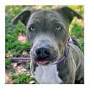 Photo of Rocko