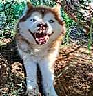 Photo of MIDAS