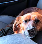 Photo of Lily