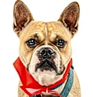 Photo of Bella