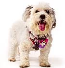 Photo of Princesa