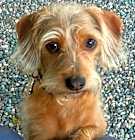 Photo of Coco  -  So Ca