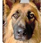 Photo of DODGER