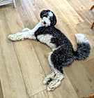 Photo of PENDING ADOPION: Albie