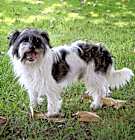 Photo of Ricky   Contact Sylva/Rachel