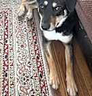Photo of SHYA