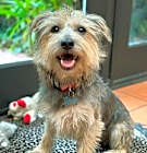 Photo of Romeo
