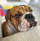 Photo of Winston