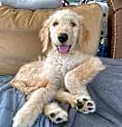 Photo of Gracie Doodle