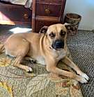 Photo of BAILEY