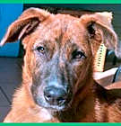 Photo of Puppy