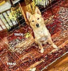Photo of TRICK