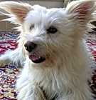 Photo of Miko