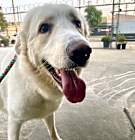 Photo of Brody Contact-Sylva/Rachel